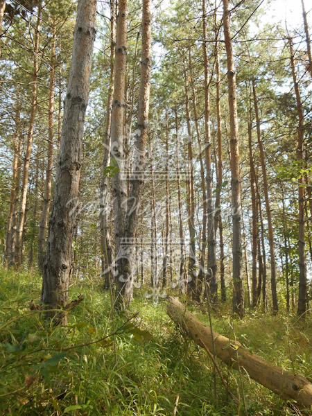 Pine Wood Photos
