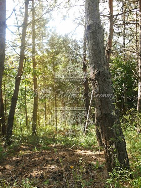 Pine Wood Photos